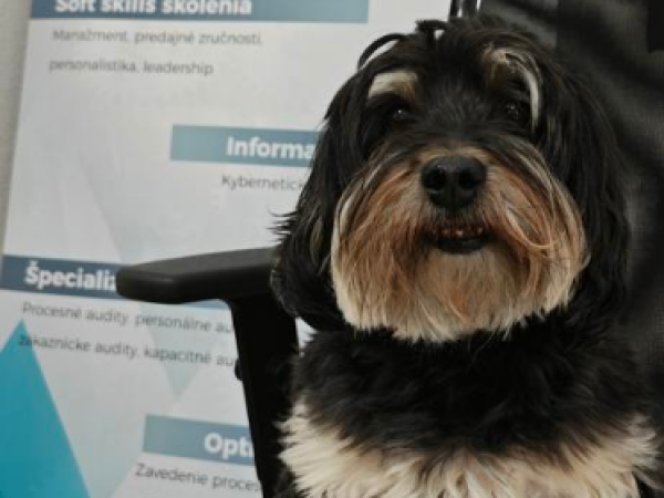 Pet-Friendly kanceláře: Jak zvířata mění pracovní prostředí k lepšímu
